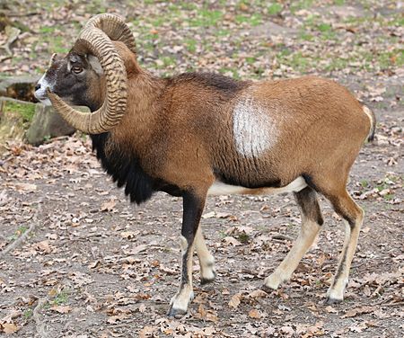 Tập_tin:Europäischer_Mufflon_Ovis_orientalis_musimon_Wildpark_Poing-04.jpg