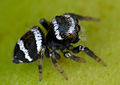 Female; note the white stripes of opisthosoma.