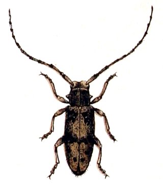 <i>Exocentrus</i> Genus of beetles