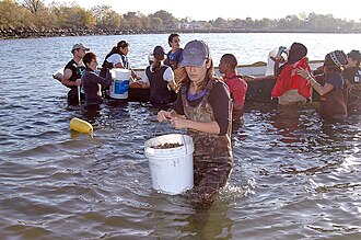 Rocking the Boat students assist in creation of artificial oyster reef off Soundview Park. Experimental oyster reef creation off Soundview Park in the Bronx.jpg