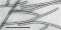 Miniatura para Betaflexiviridae