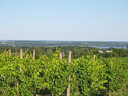 Vineyard in the Town of Geneva FLakes Vineyard.jpg