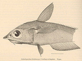 Coelorinchus kishinouyei