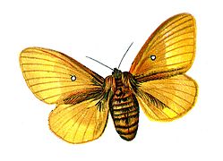 Female