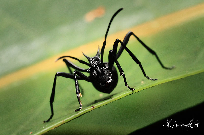 File:Face To Face Armored Ant Soldier (10704398415).jpg