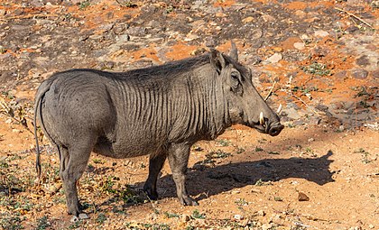 Exemplar de facocero-comum (Phacochoerus africanus), parque nacional de Zambeze, Zimbabue (definição 7 819 × 4 745)