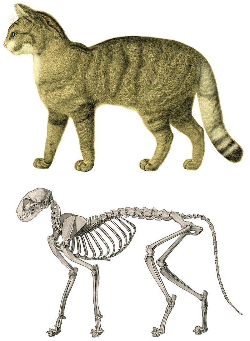 Cat anatomy - Wikipedia