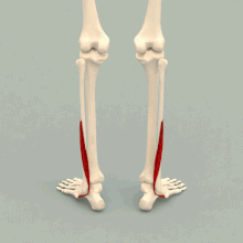 Fibularis brevis muscle - animation.gif