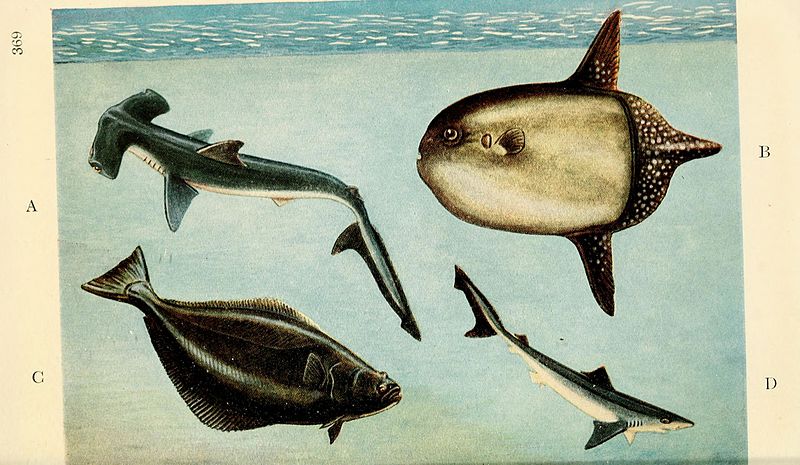 File:Field book of giant fishes (Page 369, Plate V) BHL6279175.jpg