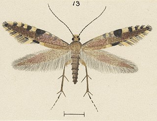 <i>Tinea munita</i> Species of moth endemic to New Zealand