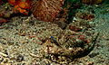 Fingered Whelp (Dactylopus dactylopus) (8471686716) .jpg