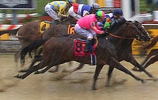 <span class="mw-page-title-main">Firing Line (horse)</span> American-bred Thoroughbred racehorse