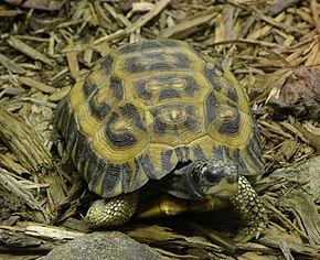 Descripción de la imagen Flat-tailed_Tortoise_Pyxis_planicanda_2390px.jpg.