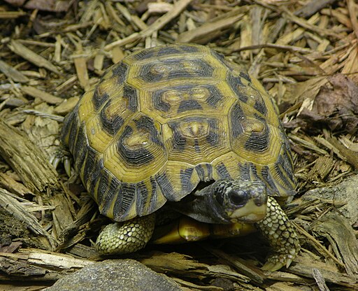 Flat-tailed Tortoise Pyxis planicanda 2390px