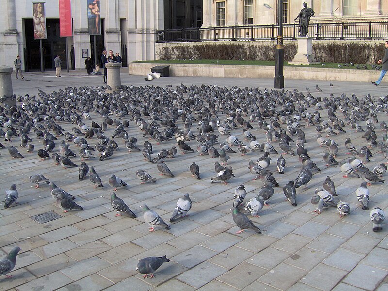 File:Flock of feral pigeons at Trafalgar Square, London.jpg