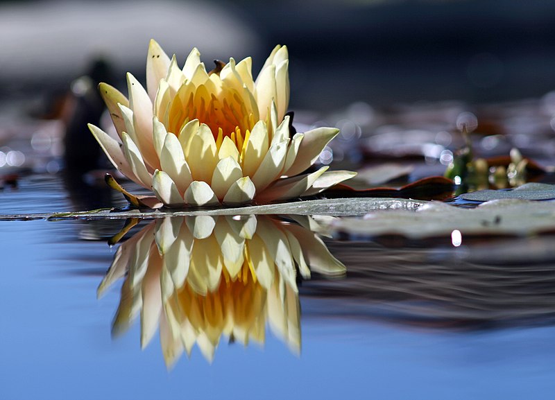 File:Flower reflection.jpg