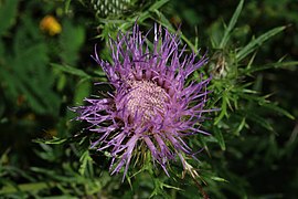 Field thistle