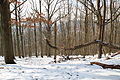 Forêt départementale de Beauplan sous la neige 2012 26.jpg