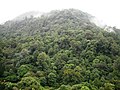 Thumbnail for South Western Ghats montane rain forests