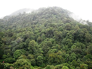 South Western Ghats montane rain forests