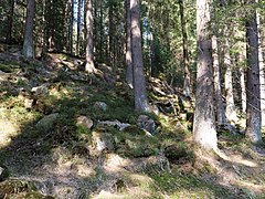 Forest near the Große Bode 11.jpg 78893875 6 554 20190601074158