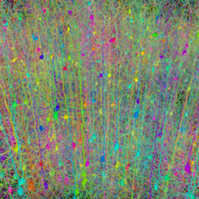 Computer simulation of the branching architecture of the dendrites of pyramidal neurons Forest of synthetic pyramidal dendrites grown using Cajal's laws of neuronal branching.png