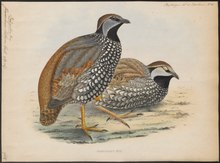 Francolinus lathami - 1848- - Print - Iconographia Zoologica - Special Collections University of Amsterdam - UBA01 IZ17100085.tif