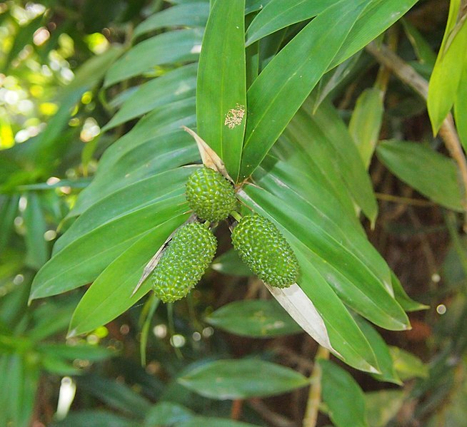 File:Freycinetia excelsa immature fruits.jpg