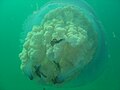 Frilly-mouthed jellyfish at Long Beach DSC00732.JPG