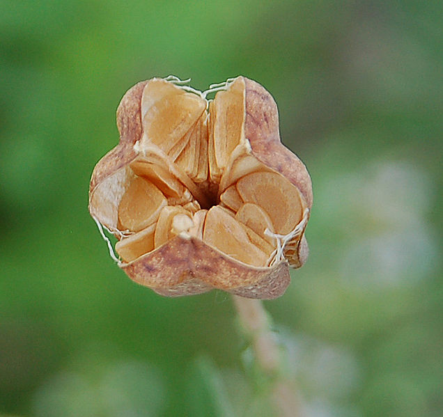 File:Fritillaria meleagris 8288a.jpg