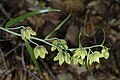 Fritillaria ojaiensis 2 lsimpson lg.jpg