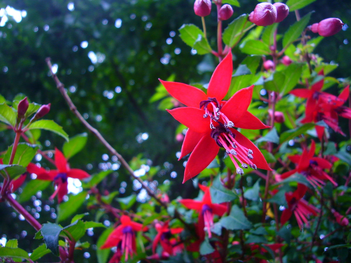 File Fuchsia P Jpg Wikimedia Commons