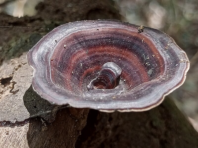 File:Fungi 7.jpg