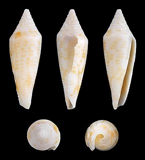 <i>Conasprella elegans</i>