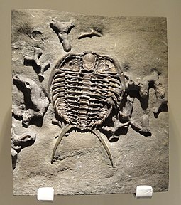 Gabriceraurus dentatus Gabriceraurus dentatus, Middle Ordovician, Bobcaygeon Formation, Southern Ontario, Canada - Houston Museum of Natural Science - DSC01557.JPG