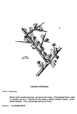 Lycium minimum, illustration