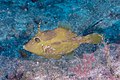 * Nomination Planehead filefish (Stephanolepis hispidus), Teno-Rasca marine strip, Tenerife, Spain --Poco a poco 18:44, 5 June 2022 (UTC) * Promotion Good quality --Llez 05:12, 6 June 2022 (UTC)