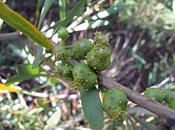 Galls of Trichilogaster acaciaelongifoliae (Froggatt) 9798.jpg