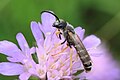 ... Halictus scabiosae