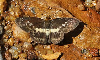 Gerosis phisara Species of butterfly