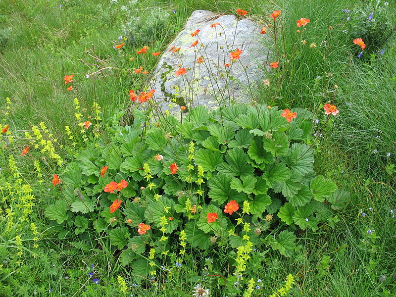 File:Geum coccineum Banderitsa 1.jpg