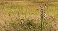 * Nomination Diverse flora. location, Stuttering Bosch in the Lende valley. Province of Friesland in the Netherlands. Famberhorst 04:35, 16 August 2015 (UTC) * Promotion Good quality. --Johann Jaritz 05:25, 16 August 2015 (UTC)