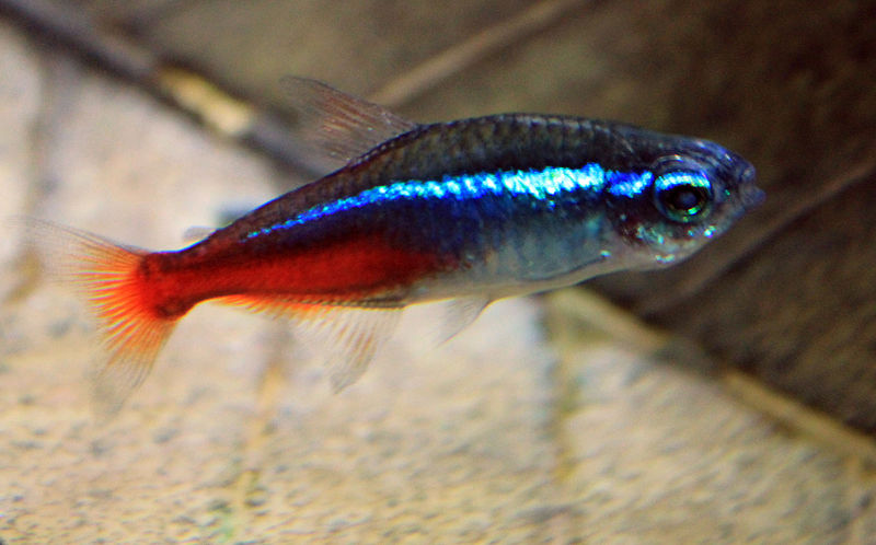 File:Gfp-neon-tetra.jpg