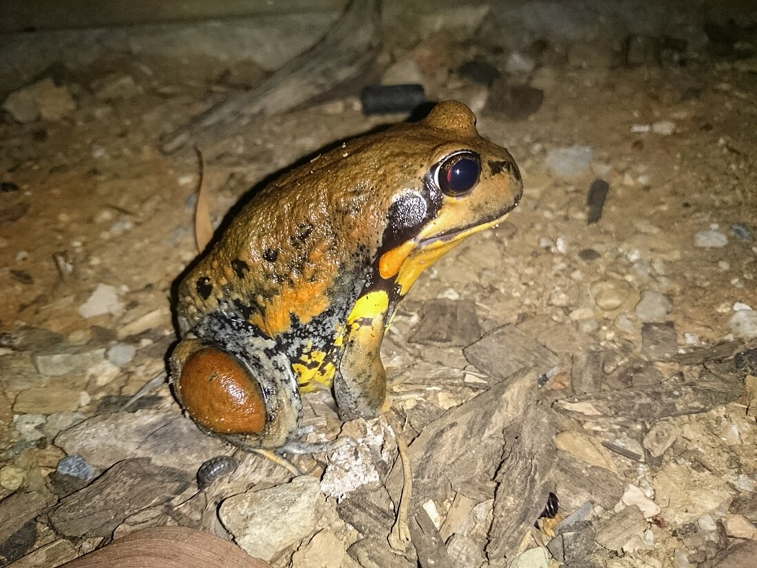 Giant banjo frog