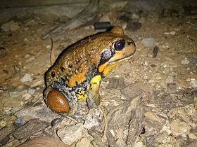 Giant Banjo Frog (Limnodynastes interioris) photographed in Wagga Wagga, NSW.jpg