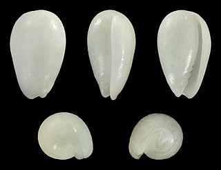 <i>Gibberula asellina</i> Species of gastropod