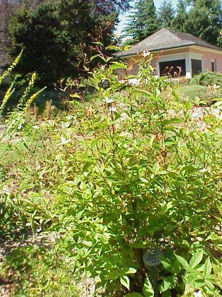 Porteranthus trifoliatus