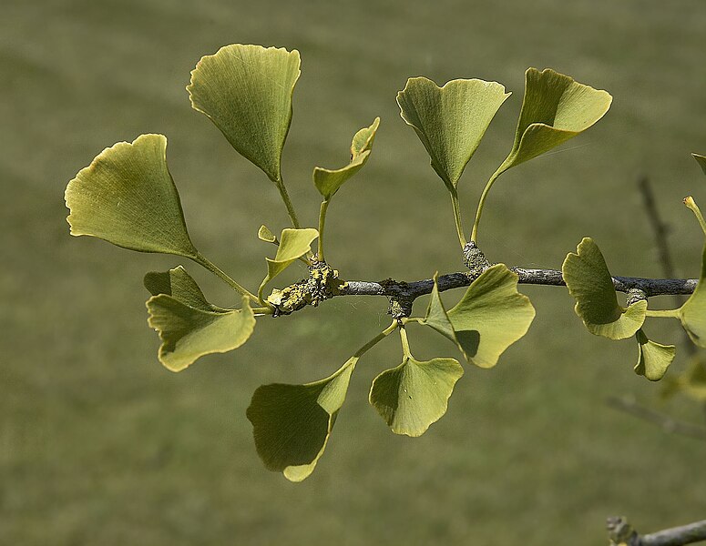 File:Ginkgo biloba A.jpg