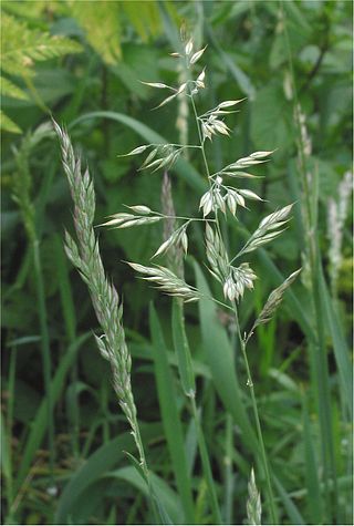 <i>Holcus</i> Genus of grasses