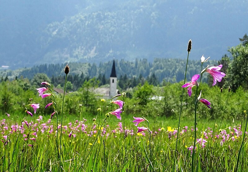 File:Gladiolus illyricus Gladiolenwiese Oberschütt.jpg